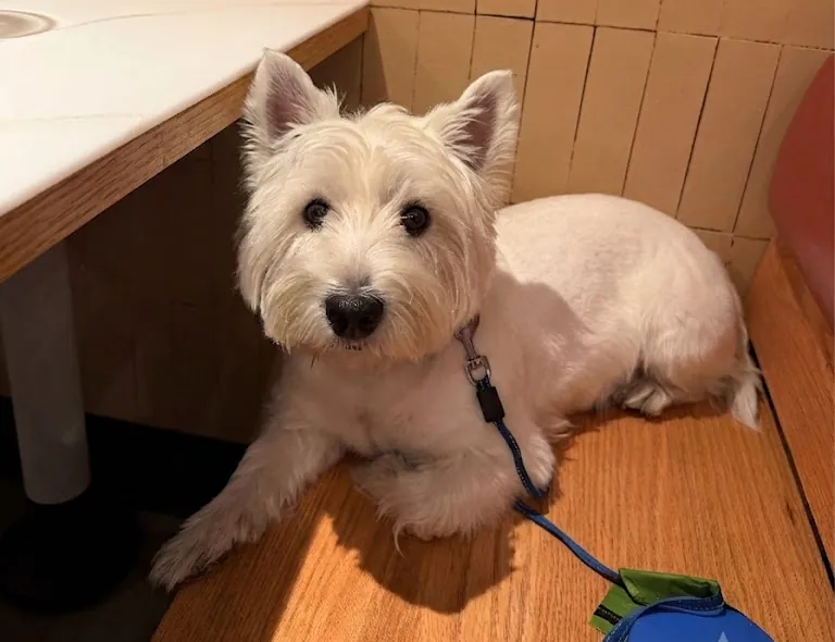 Full-body customer photo of a white dog used to create a figurine preview